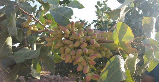 برنامه تغذیه درختان پسته 